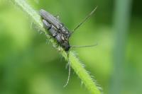 Phytoecia cylindrica
