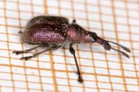 Rhynchites auratus