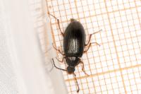 Gonodera luperus