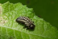 Chrysomela