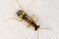 Malthinus seriepunctatus