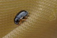Cryptocephalus