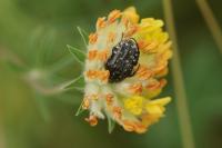 Oxythyrea funesta
