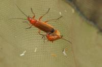 Rhagonycha fulva