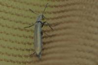 Dolichosoma lineare