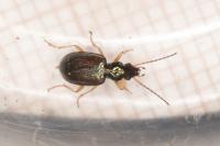 Bembidion