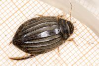 Acilius sulcatus
