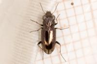 Notiophilus quadripunctatus