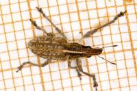 Charagmus gressorius