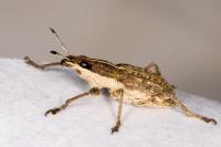 Charagmus gressorius