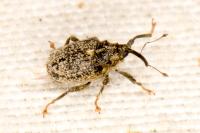 Ceutorhynchus pallidactylus