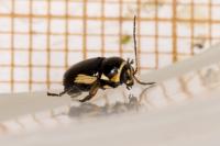 Cryptocephalus moraei