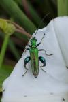 Oedemera nobilis