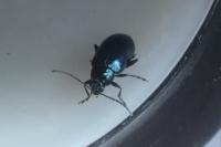 Agelastica alni