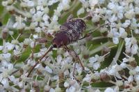 Curculio