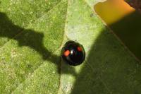 Chilocorus renipustulatus