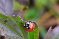 Coccinella septempunctata