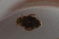 Laccophilus