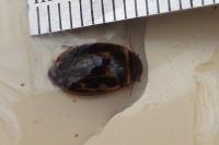 Platambus maculatus