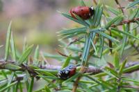 Coccinella septempunctata