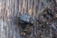 Valgus hemipterus