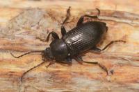 Stenomax aeneus