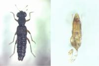 Stenus humilis