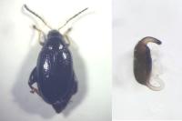 Psylliodes laticollis