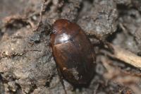 Agabus brunneus
