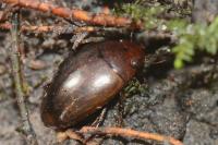 Agabus brunneus