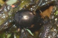 Agabus didymus
