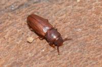 Palorus depressus