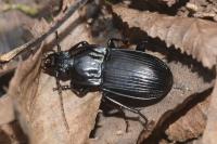 Abax parallelepipedus