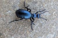 Meloe violaceus