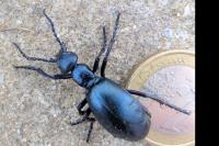 Meloe violaceus