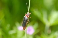 Cantharis rustica
