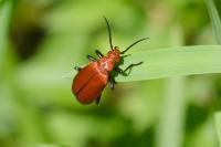 Pyrochroa serraticornis