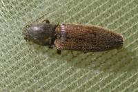 Athous haemorrhoidalis