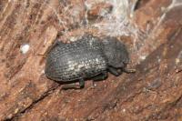 Bolitophagus reticulatus