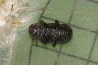 Bolitophagus reticulatus