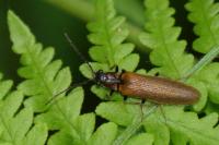 Denticollis linearis