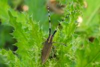 Agapanthia dahli
