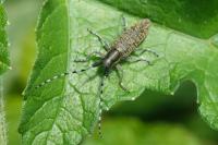 Agapanthia villosoviridescens