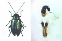 Altica lythri