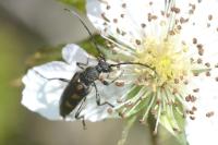 Anoplodera sexguttata