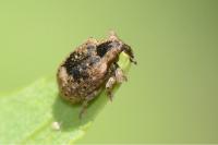 Stereonychus fraxini