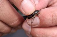 Amphimallon atrum