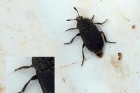 Thanatophilus sinuatus