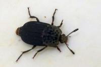 Thanatophilus sinuatus