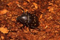 Gnorimus variabilis